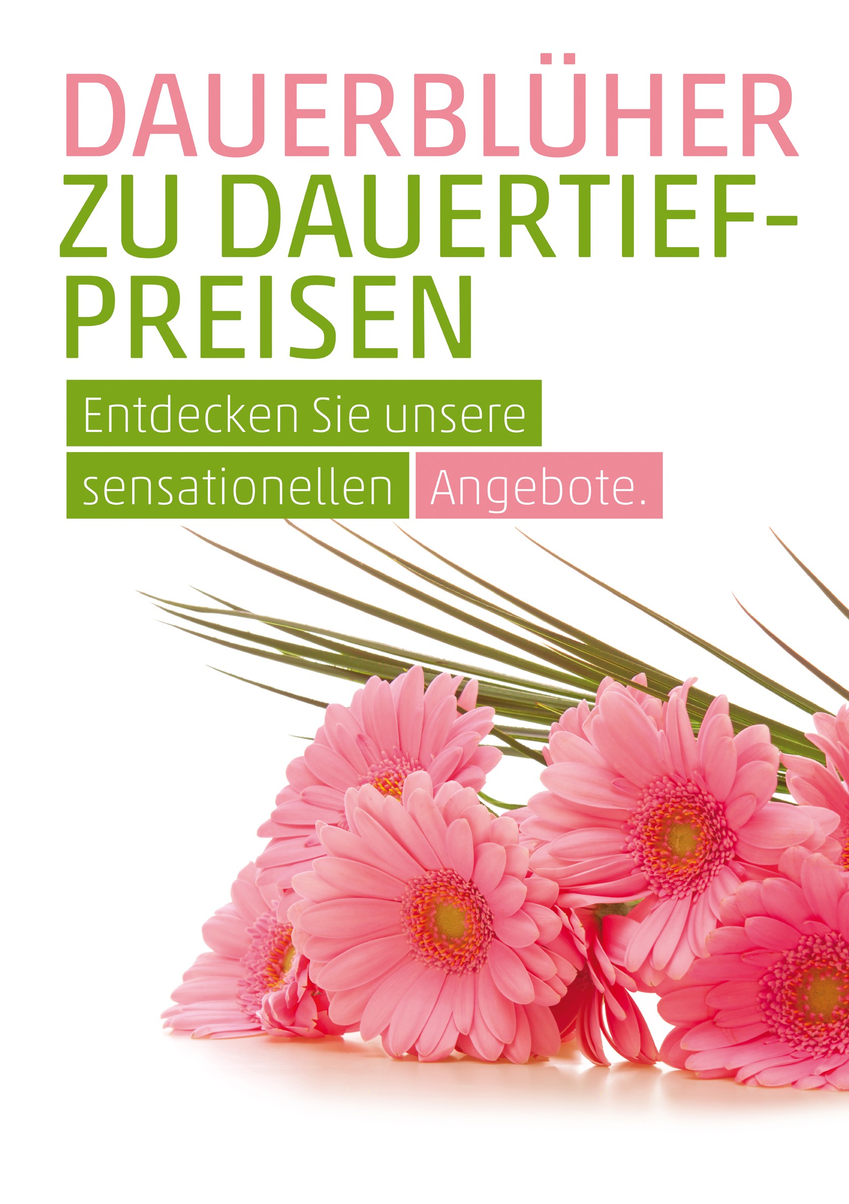 Plakat DIN A1 Dauerblüher