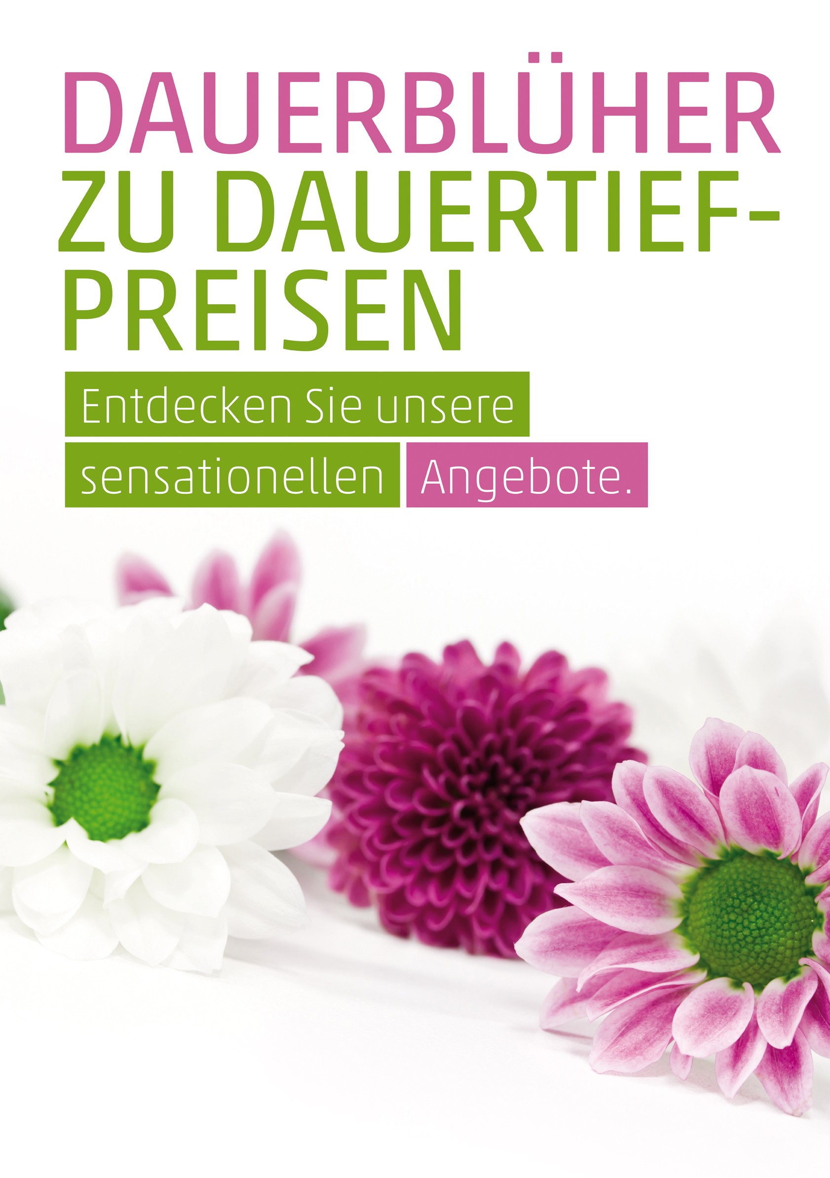 Plakat DIN A1 Dauerblüher 