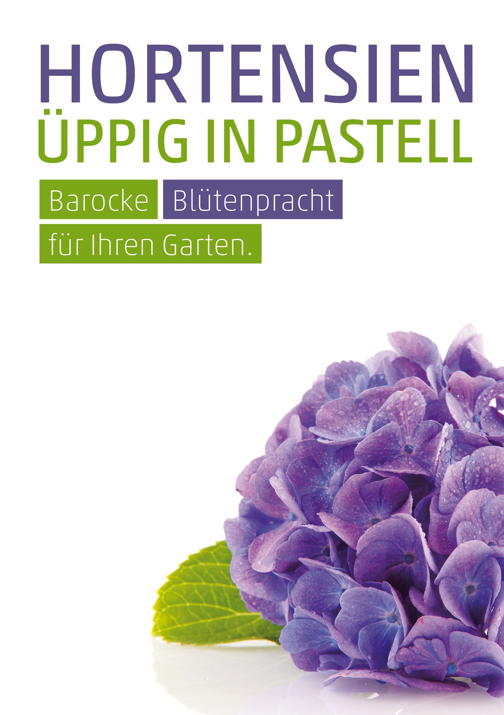 Plakat DIN A1 Hortensien