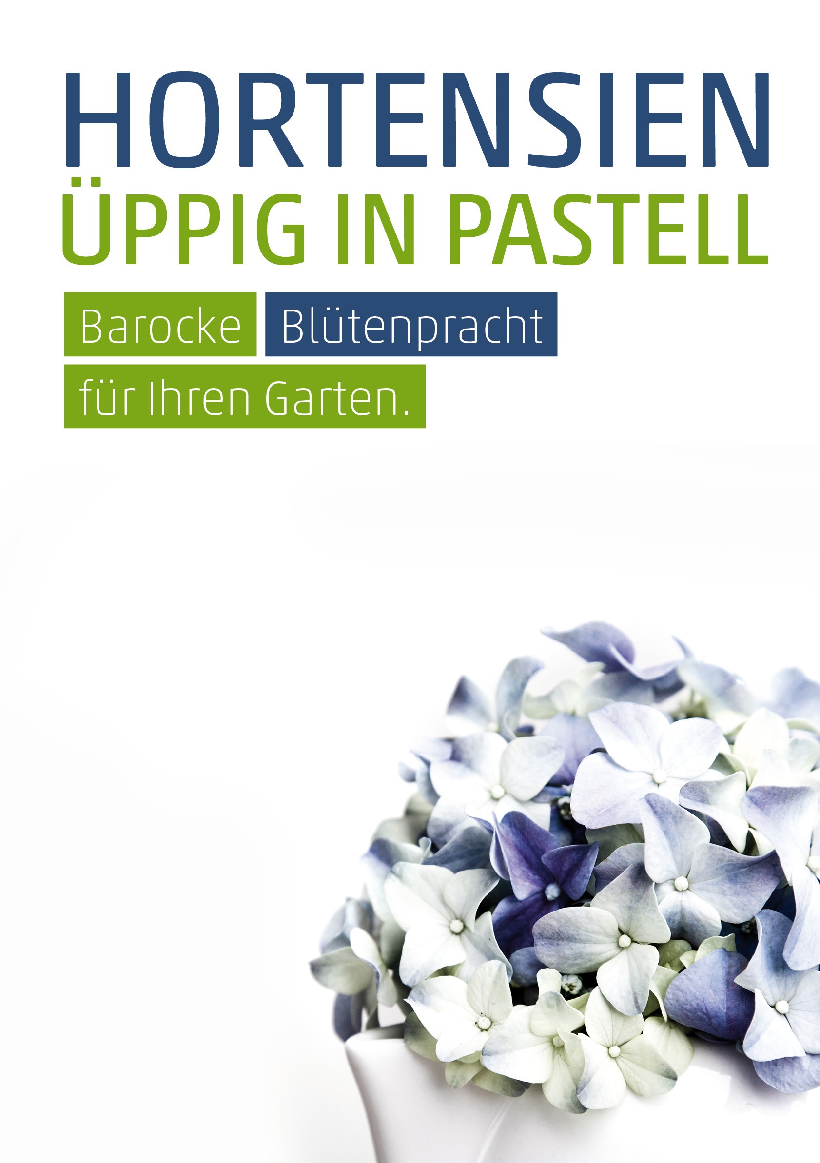 Plakat DIN A1 Hortensien