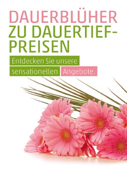 Anzeige Dauerblüher 