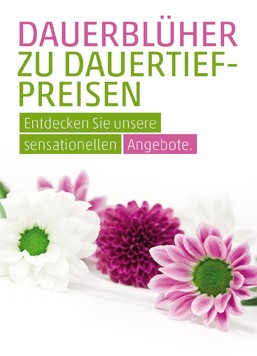 Anzeige Dauerblüher 