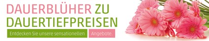 Banner Dauerblüher 