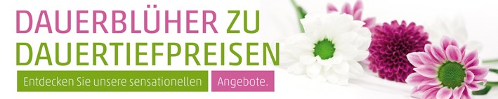 Banner Dauerblüher 