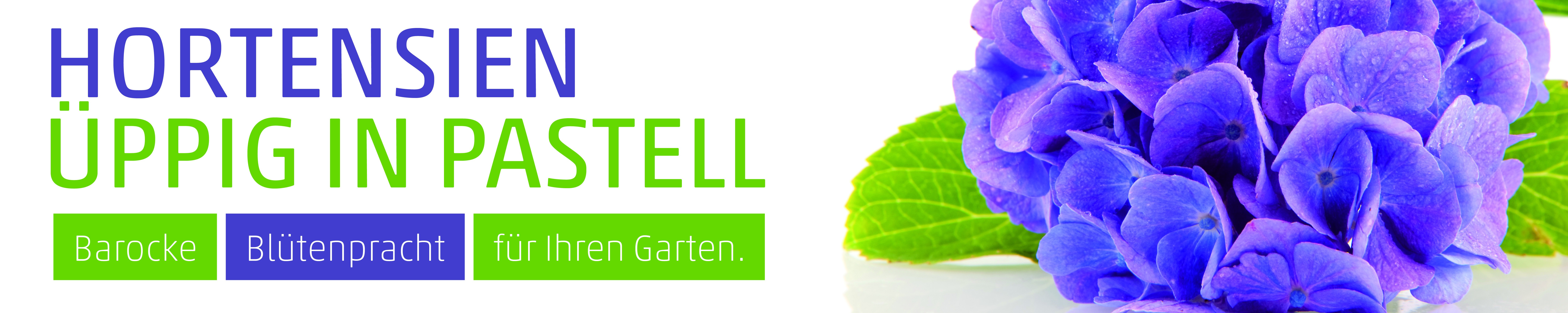 Banner Hortensien 