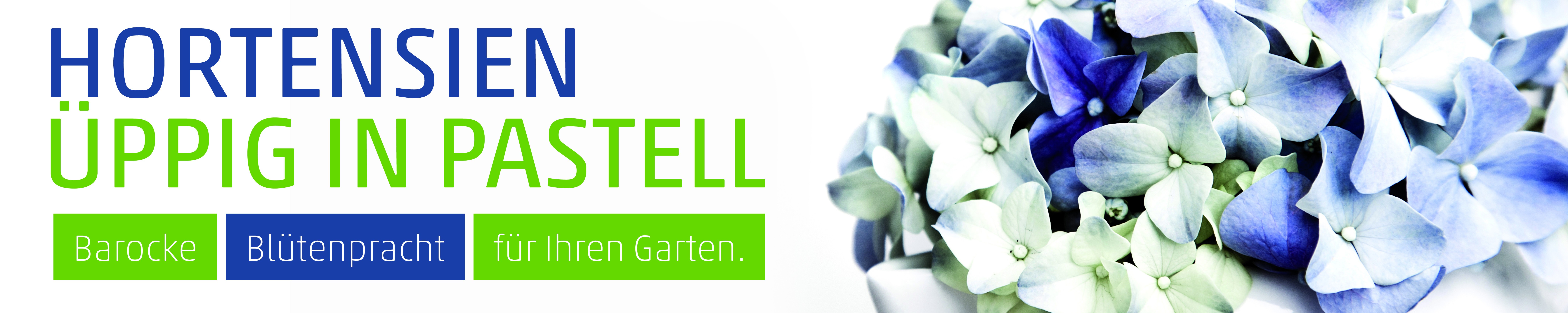 Banner Hortensien 
