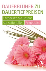 Etikett Dauerblüher