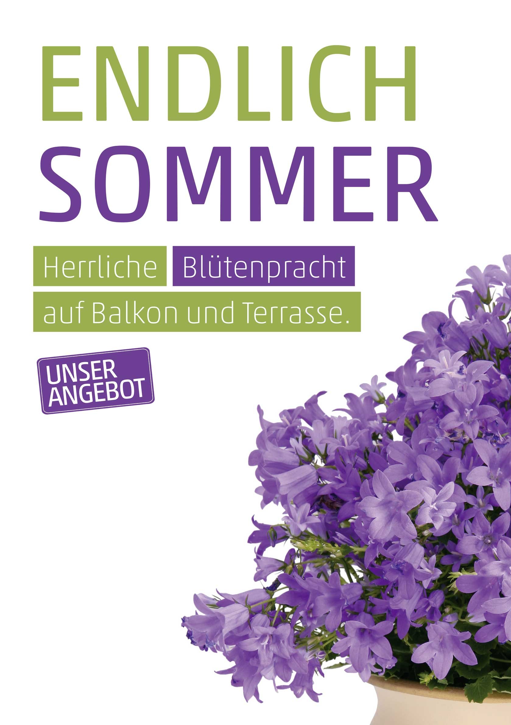 Plakat DIN A1 Glockenblume
