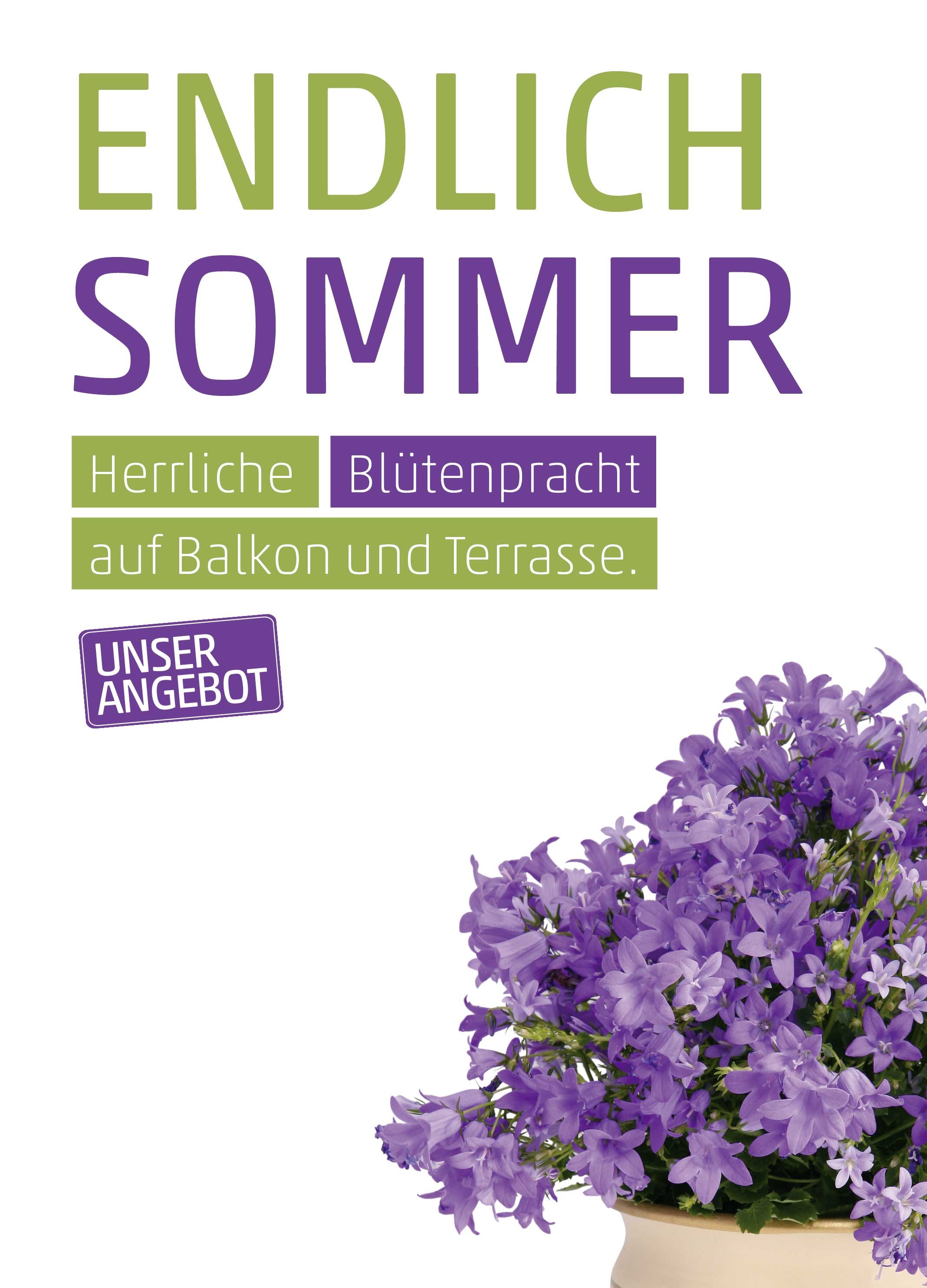 Anzeige Glockenblume