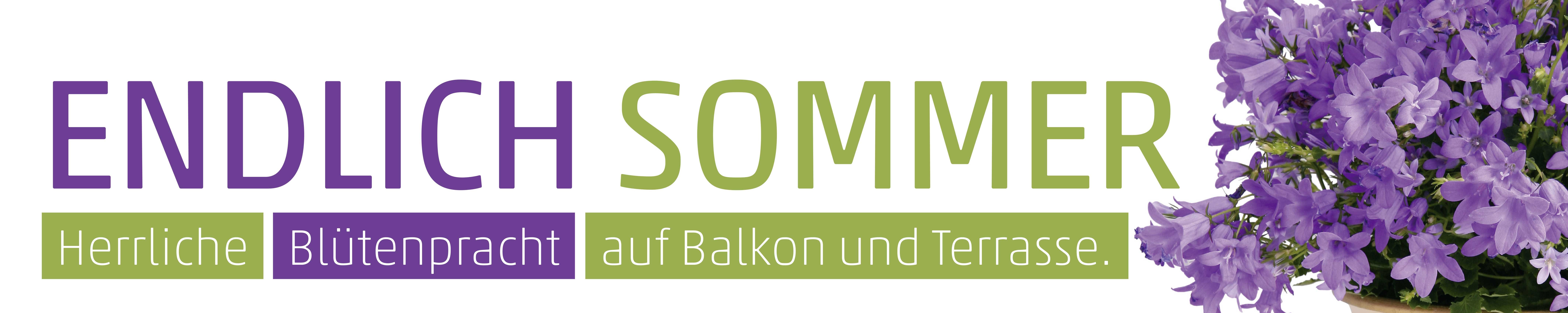 Banner Glockenblume