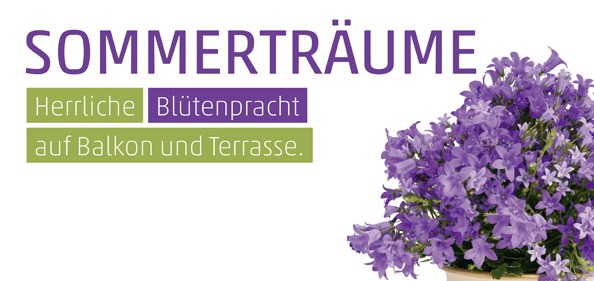 Einladung Glockenblume