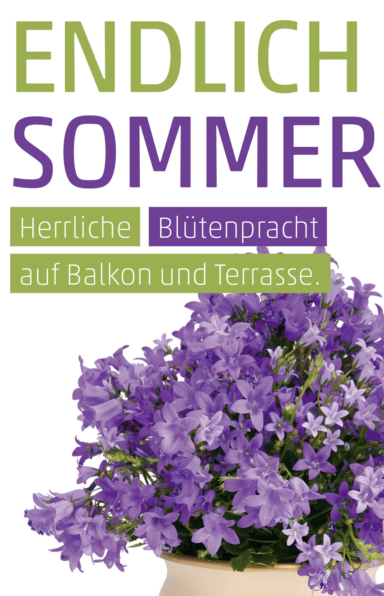 Etikett Glockenblume