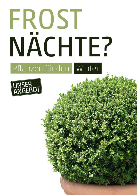 Plakat DIN A1 Buchsbaum