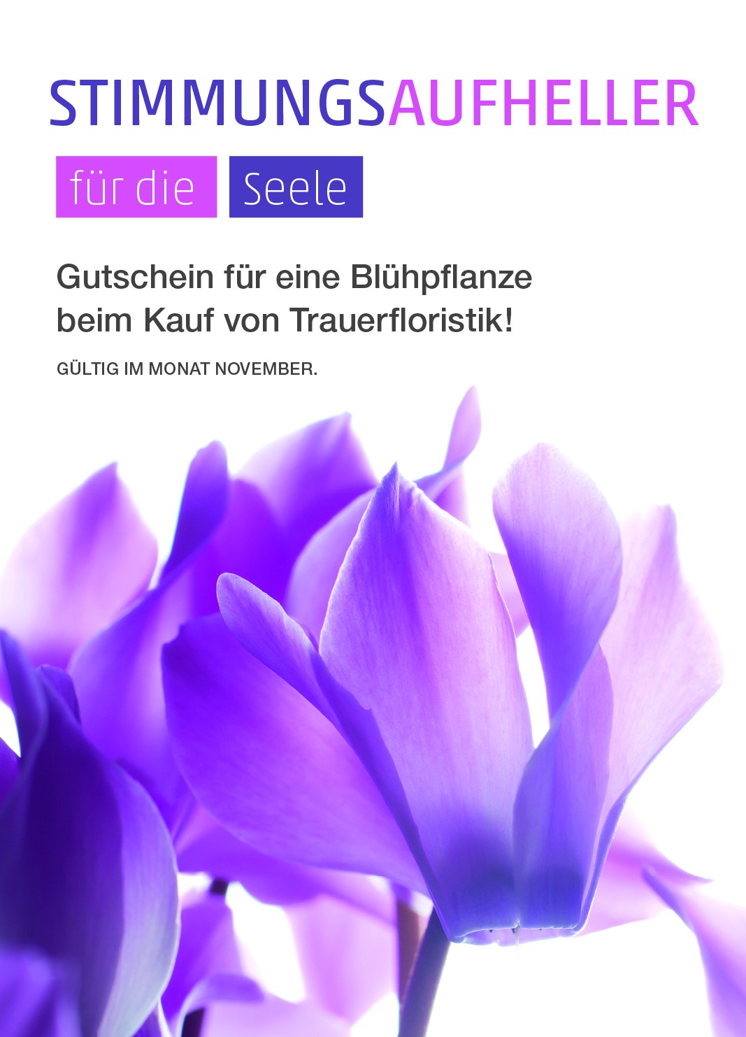 Anzeige Gutschein Blühpflanze