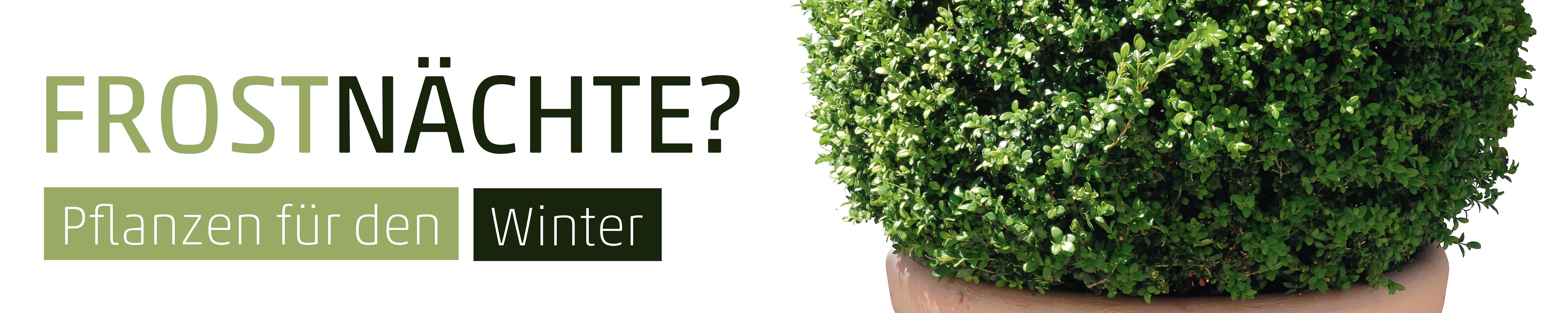 Banner Buchsbaum