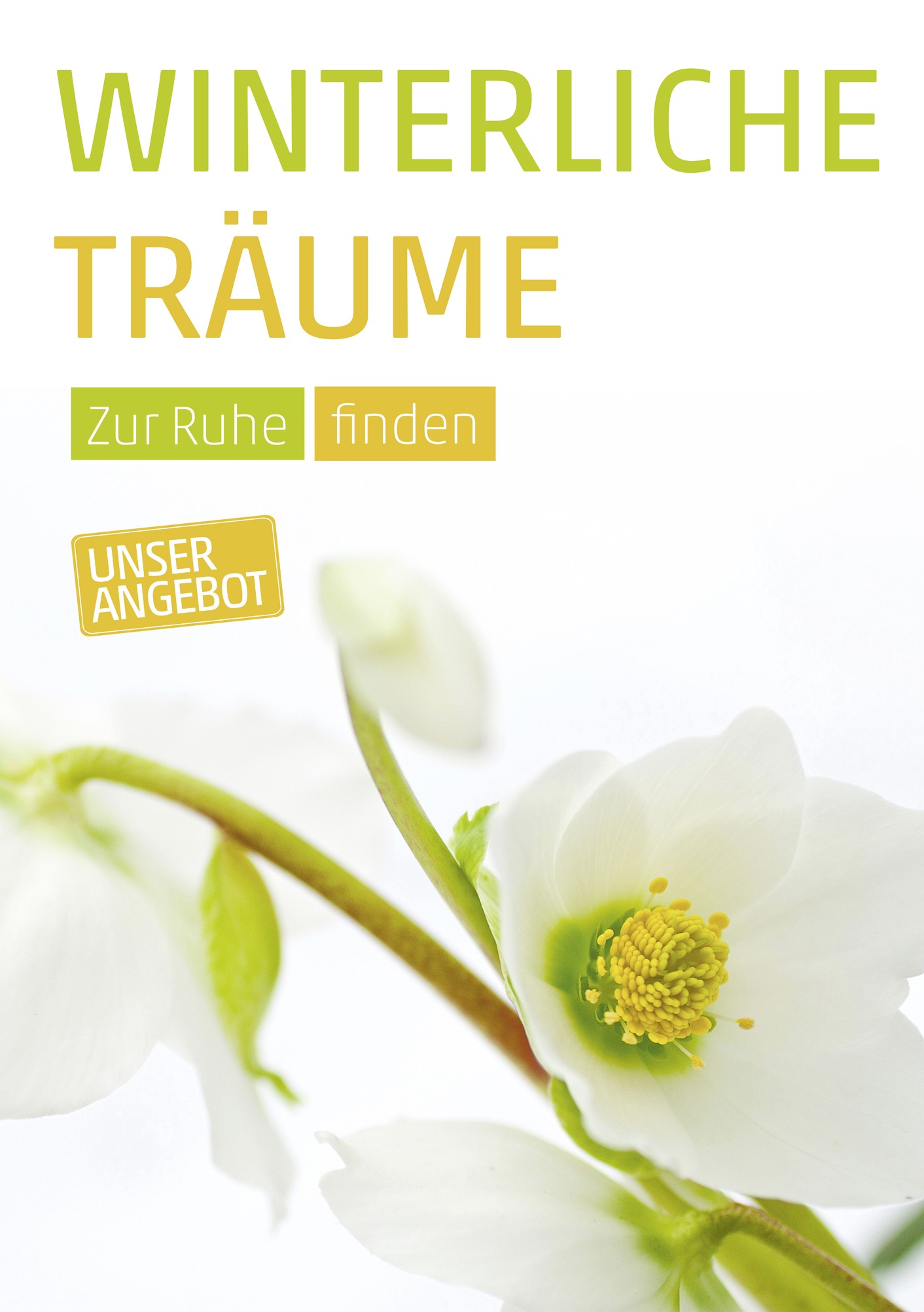 Plakat Din A1 Christrose