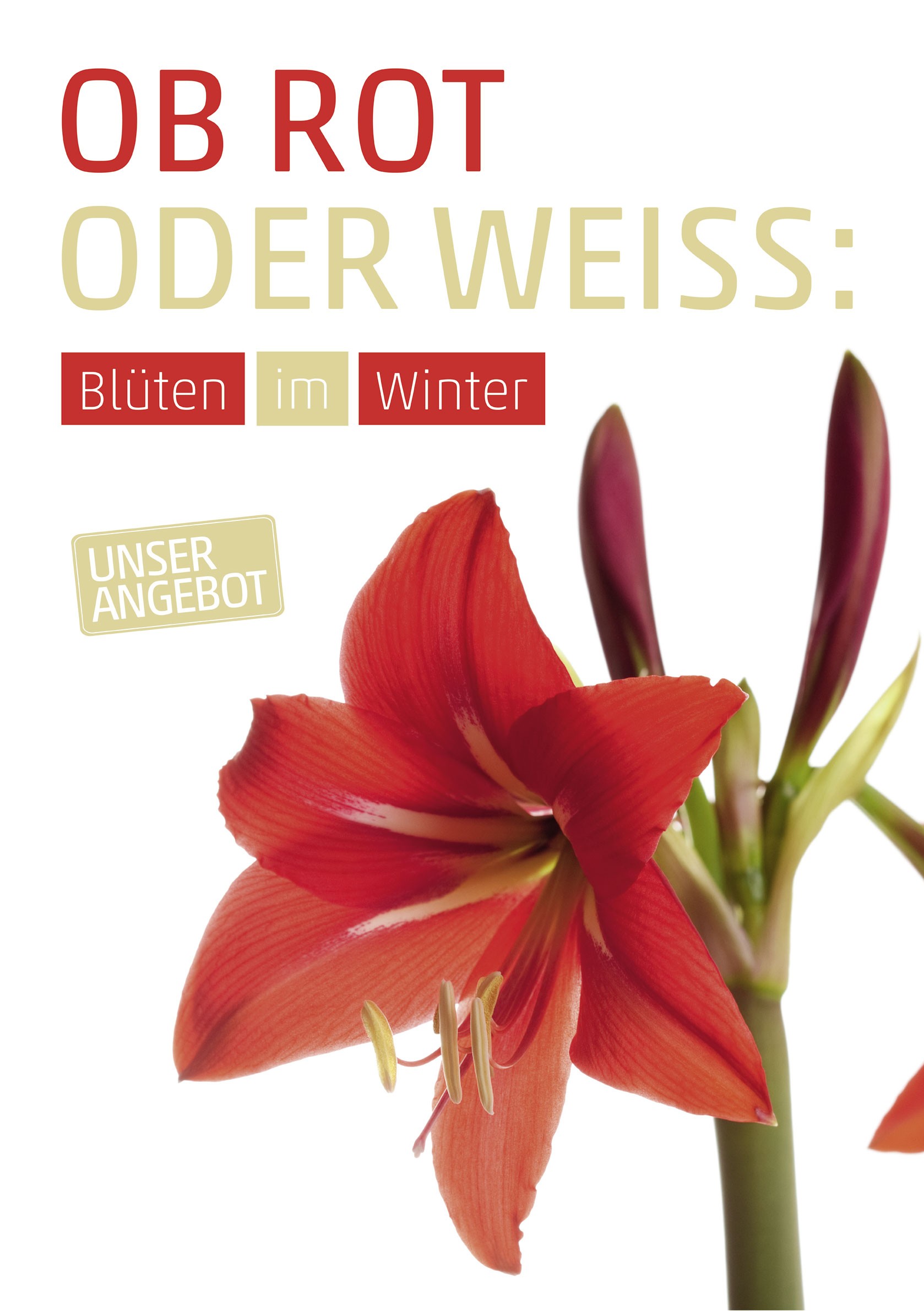 Plakat Din A1 Amaryllis