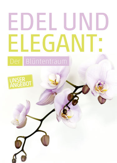 Anzeige Orchidee