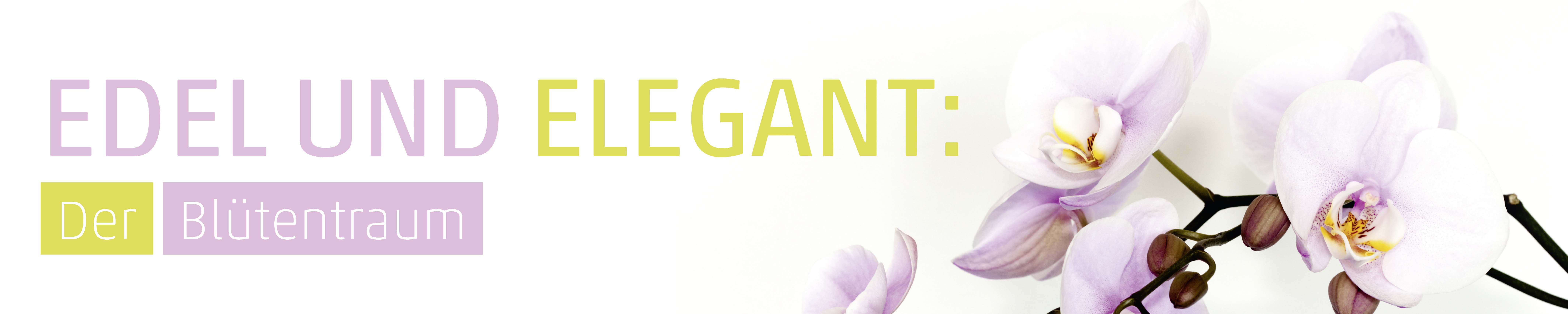 Banner Orchidee