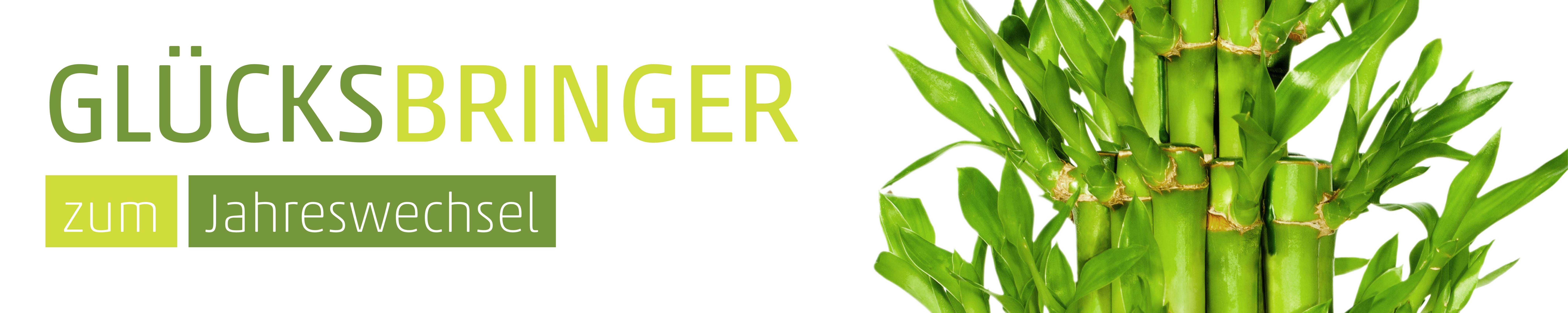 Banner Bambus