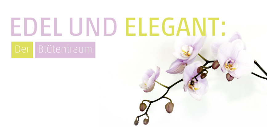 Neujahrsgruesse Orchidee