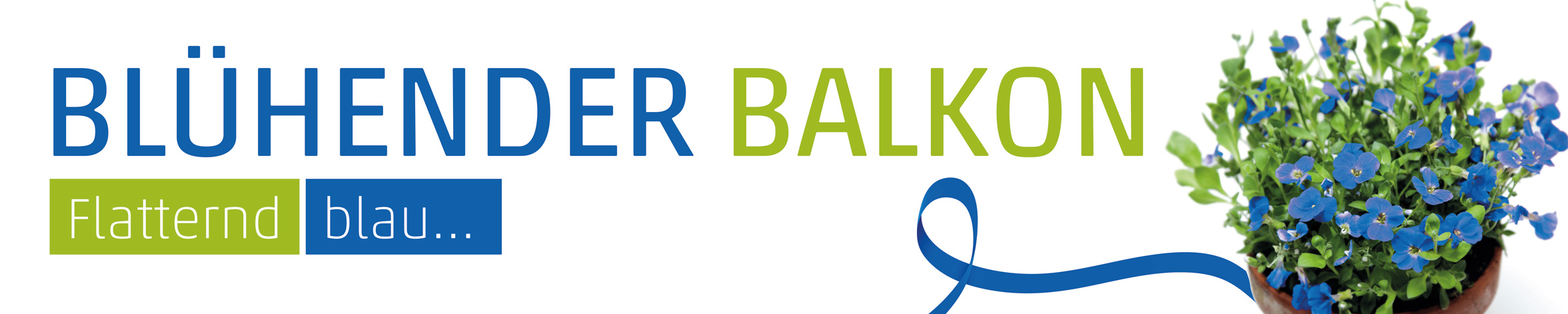 Banner Balkonpflanze