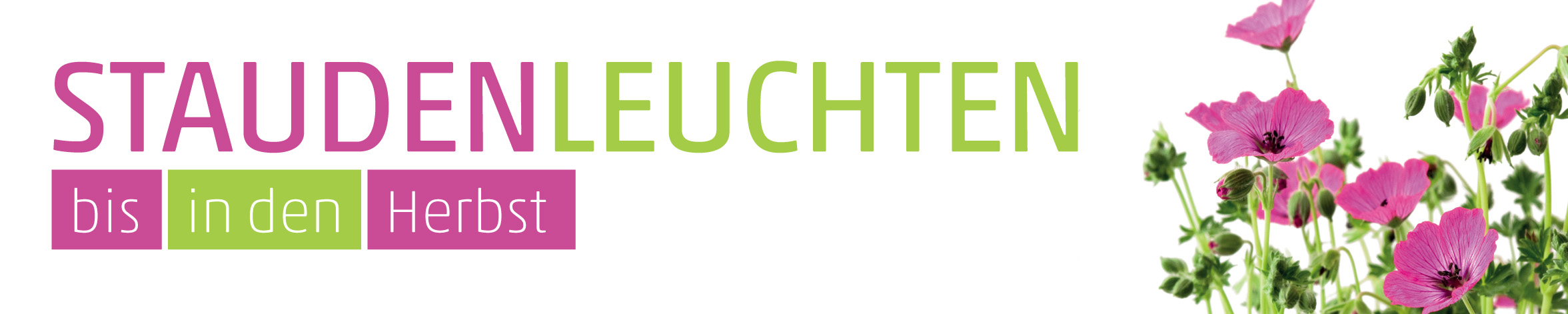 Banner Staudenleuchten