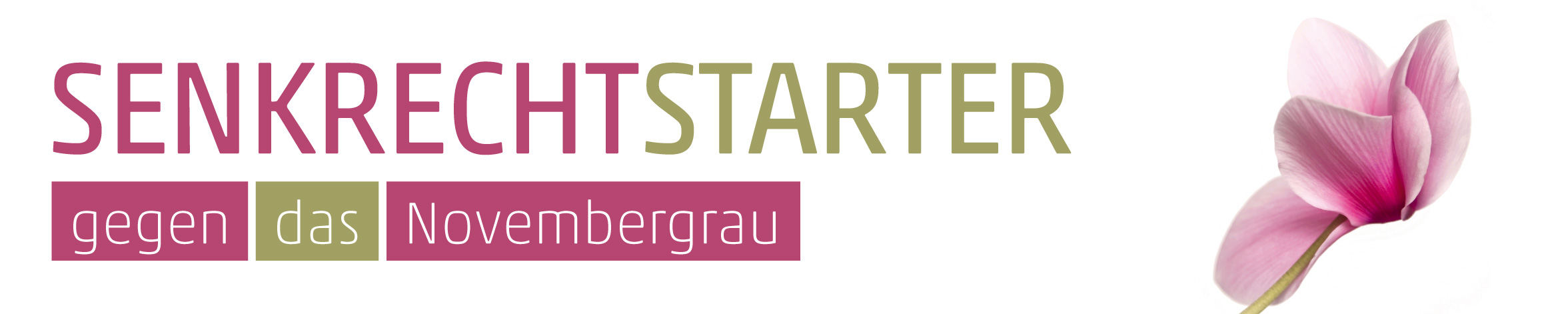 Banner Alpenveilchen