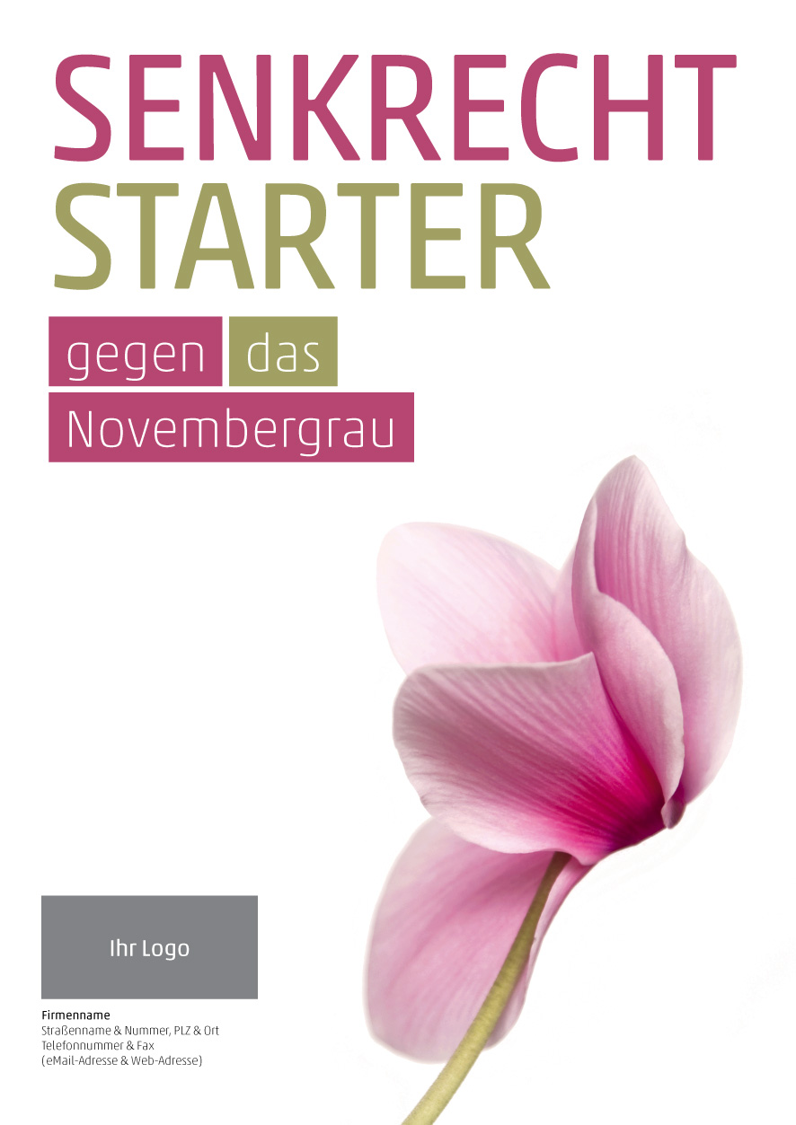 Plakat Alpenveilchen