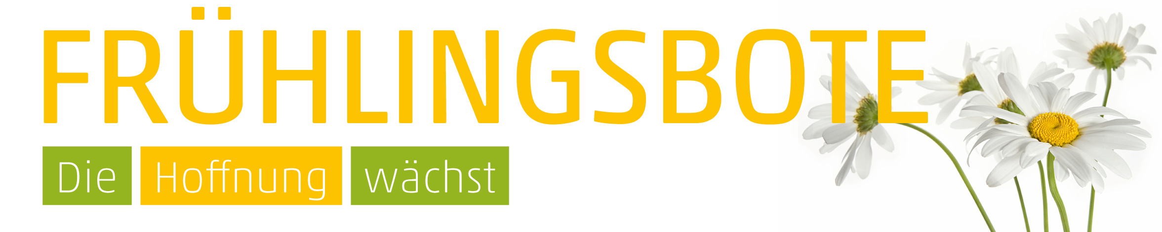 Banner Gänseblümchen