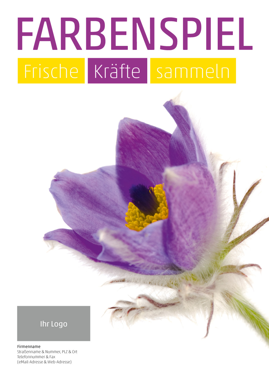 Plakat Küchenschelle