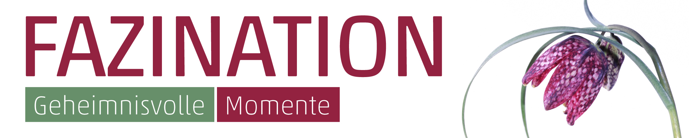 Banner Schachbrettblume