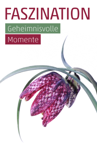 Etikett Schachbrettblume