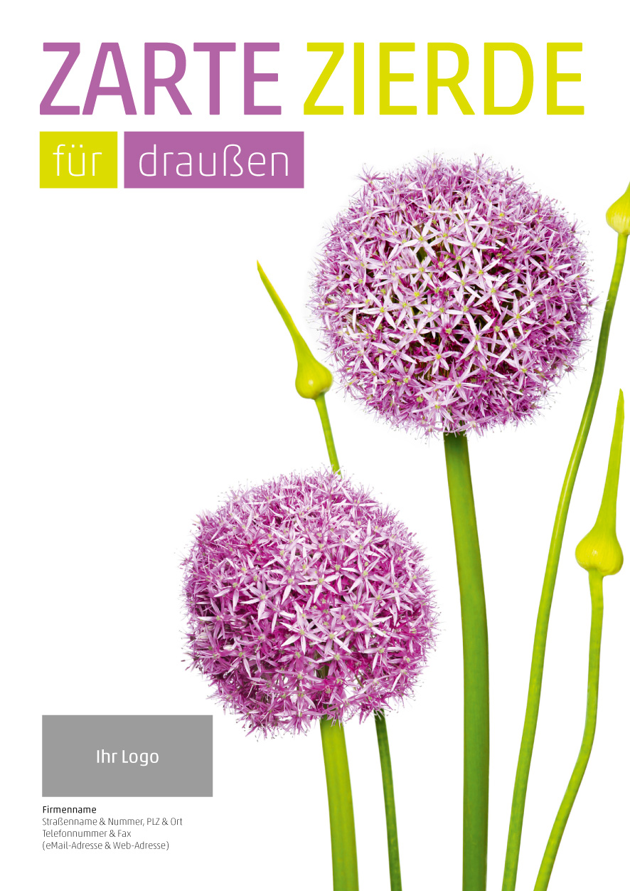 Plakat Allium