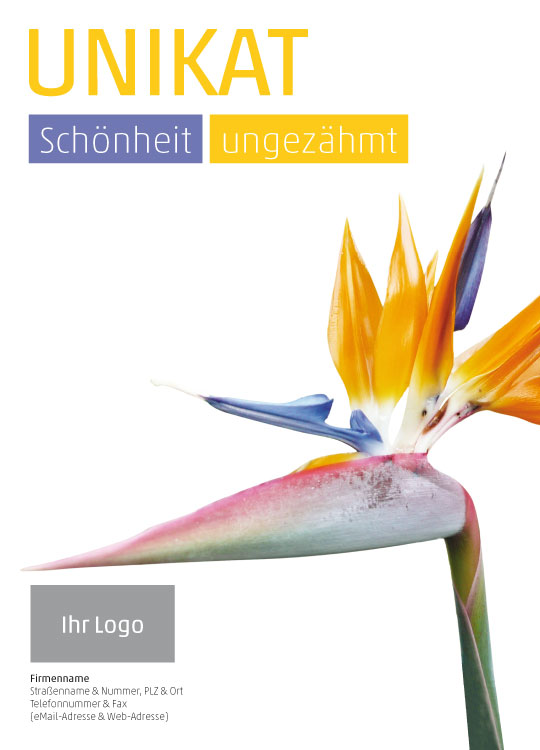 Anzeige Strelitzie 2