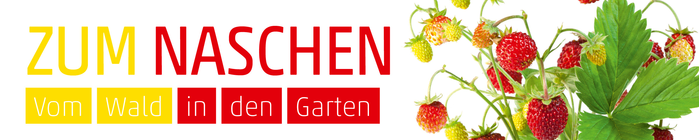 Banner Erdbeeren