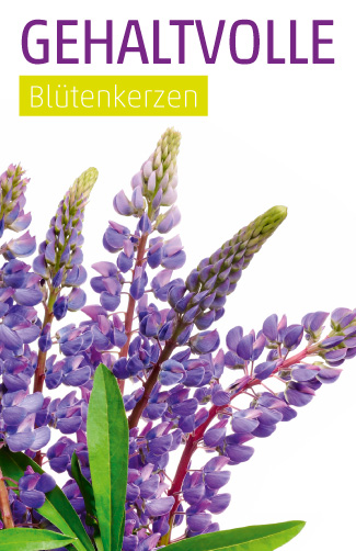 Etikett Lupine