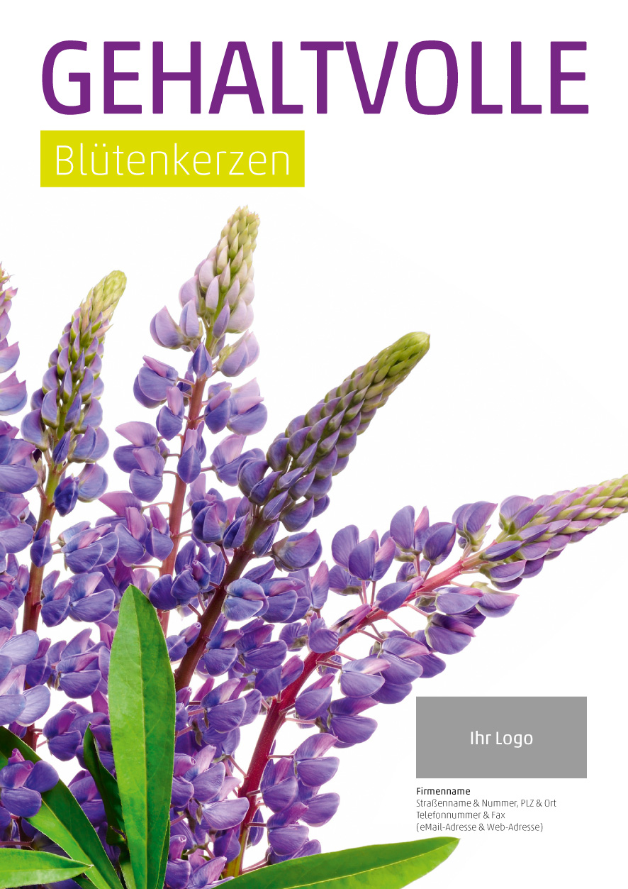 Plakat Lupine
