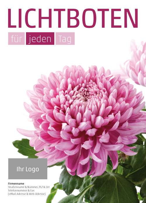 Anzeige Chrysanthemen