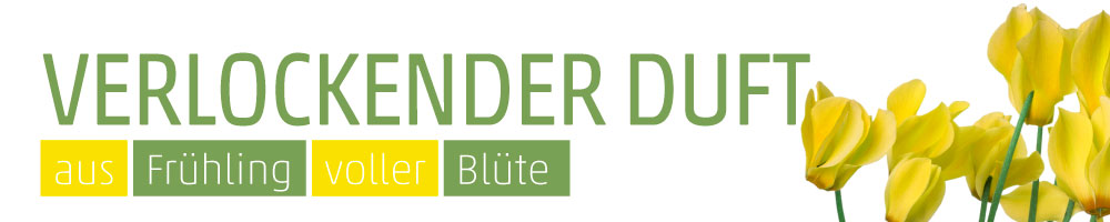 Banner Veilchen (gelb)
