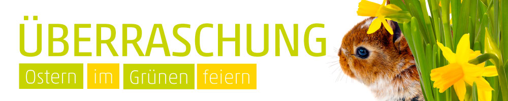 Banner Osterglocken und Hase