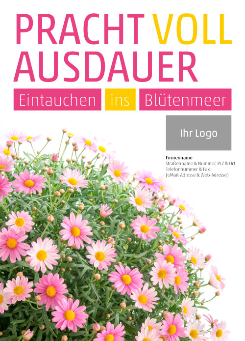 Anzeige Margeritenbusch