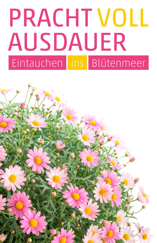 Etikett Margeritenbusch