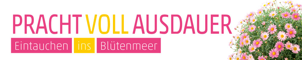 Banner Margeritenbusch