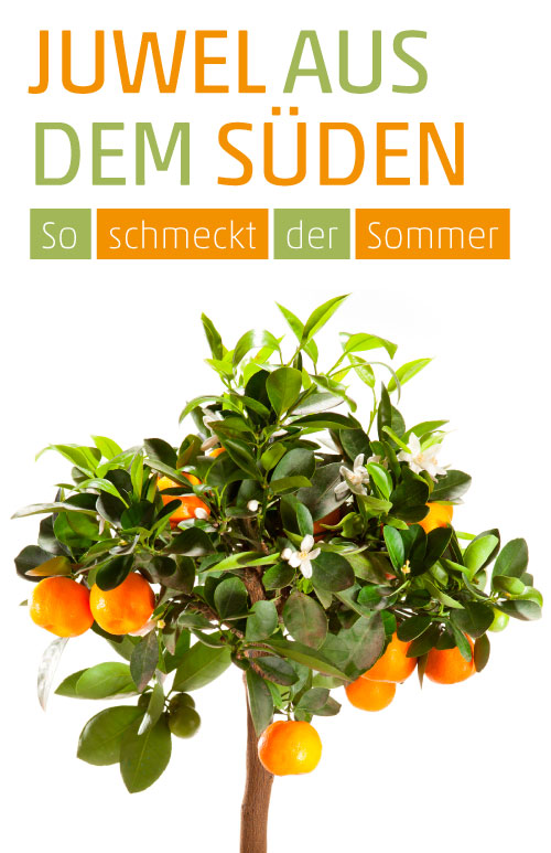 Etikett Mandarinenbaum